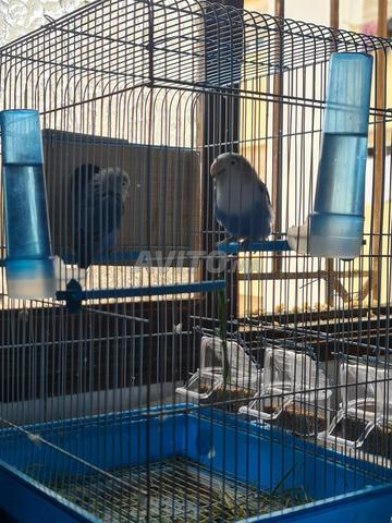 Couple d’inséparables bleus (mâle & femelle)