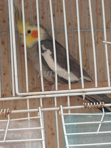 أكادير حي الهود بجانب مدرسة الواحة