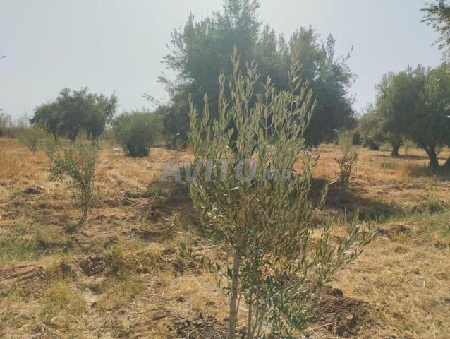 أف vendre أرض طريق تاهناوت