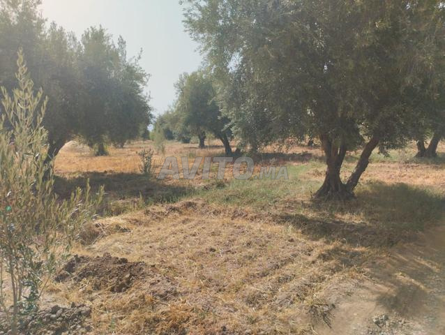 Avendre terrain route de tahanaout - 2