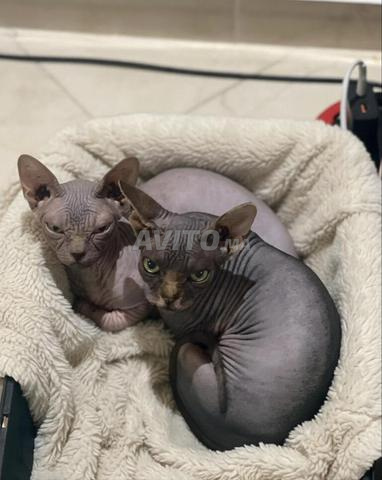 Sphynx mâle / femelle vaccinés avec carnet