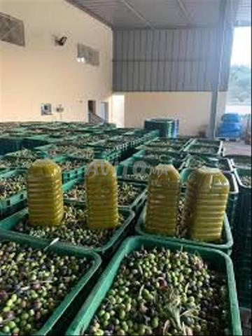 زيت زيتون جديد