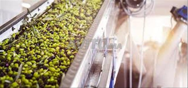 زيت زيتون جديد - 2