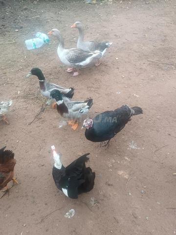 Volailles à vendre