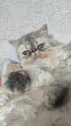 Femelle persan chinchilla 8 mois