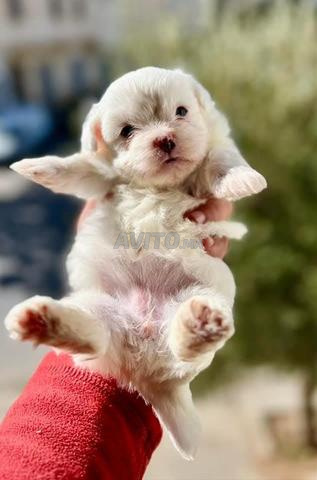 chiots bichon