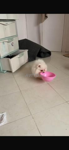 Chiots spitz nain femelle vaccinée parents pedigree