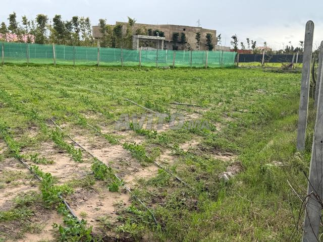 terrain de 4300m avec permis Ouled Bourahma - 2