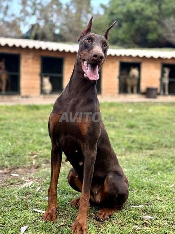 Doberman femelle pedigree