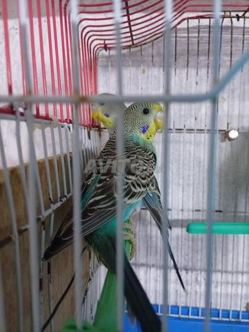 الفراخ بيروش