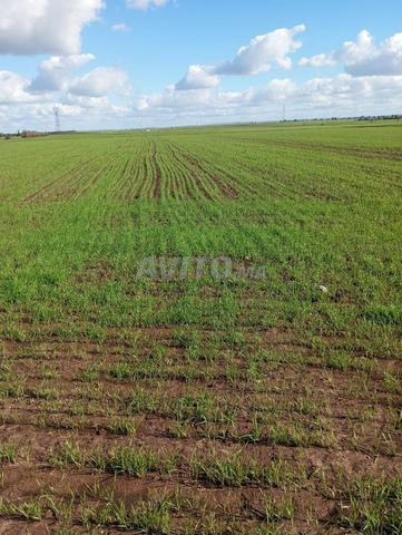 بيع أرض فلاحية بمساحة 9754 متر مربع الكارة EL Gara