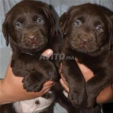 Labrador bébé marron