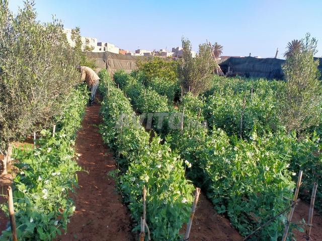 Fruits et légumes naturels