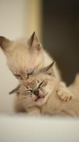 2 chatons siamois âgés de 2 mois - 2