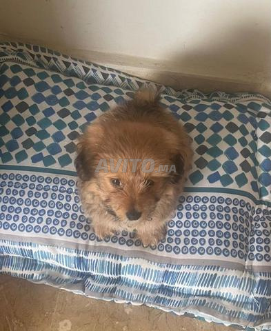 Bichon Havanais avec accessoires à vendre