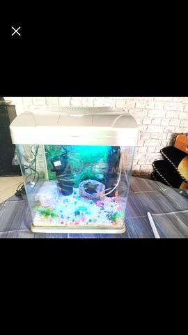 Mini Aquarium tout accessoires 2moteur oxygène