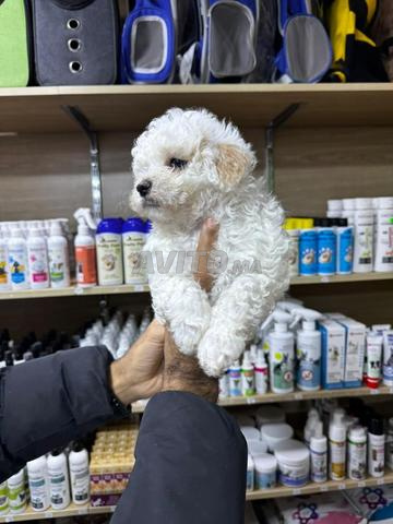 مالتيبو ذكر - 2