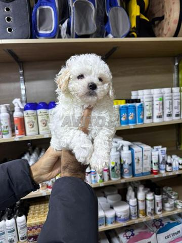 مالتيبو ذكر