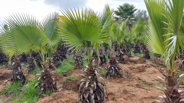 تيفلت أيت بويحيى