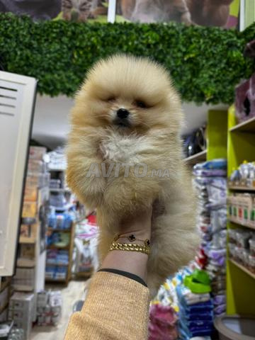 ذكر سبيتز لولو بوميراني - 2