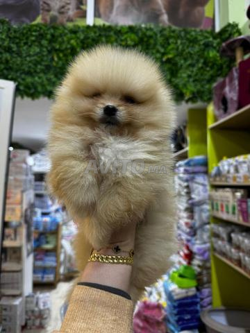 Mâle Spitz Loulou de Poméranie