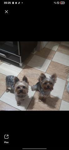 يوكشر توي 45 يوم