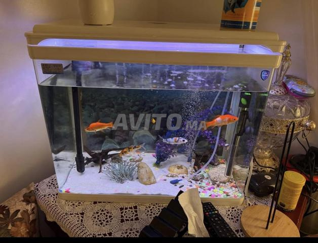 Aquarium à vendre