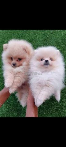 Spitz nain chiot