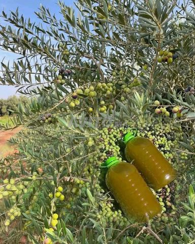 زيت شفشاونية