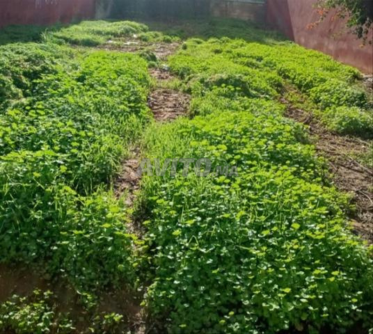 فرصة حمزة لا تفوت أرض فيلا