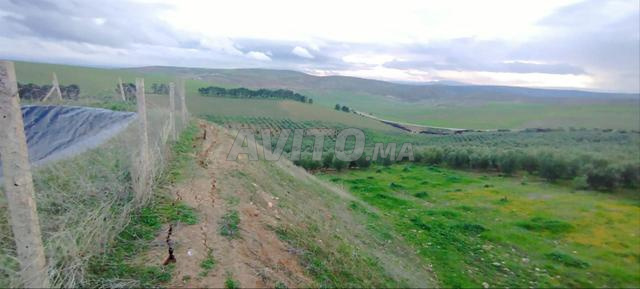 Ferme de 50HA aux environs de Fès