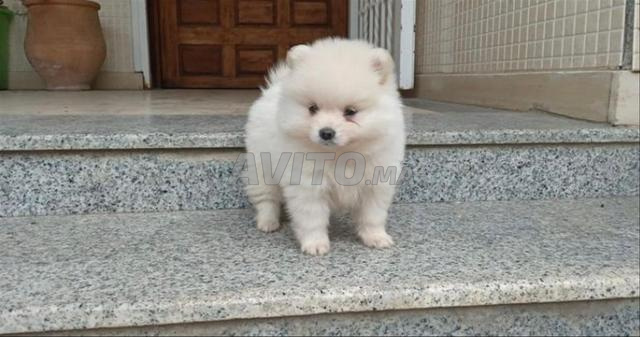 Adorables chiots Spitz nain Toy petite taille