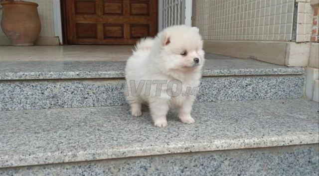 Adorables chiots Spitz nain Toy petite taille - 2