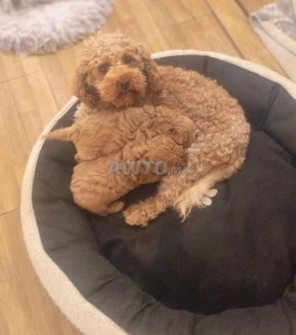 جراء بودل ريد القزم رائعة