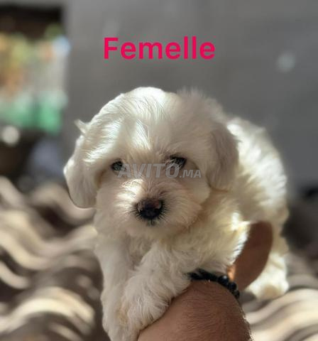 Chiots Bichon Maltais nain pure race