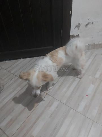 chiot de 6 mois kokoni