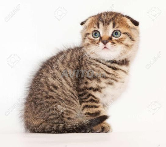 سكوتش تايجر