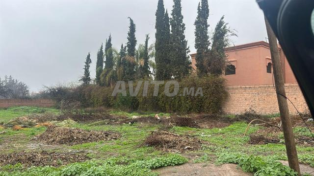 أرض استثنائية بمساحة 1000 متر مربع في تاركة - 2