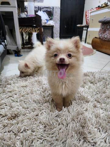 3 كلاب سبيتز للبيع - 2