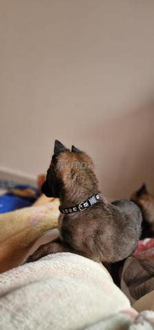 جراء مالينوا نتوا عمر شهرين تمن غير قابل للتفاوض