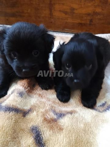 chiots à vendre