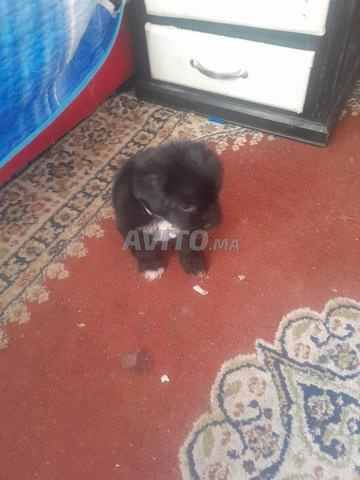 chiots à vendre - 2
