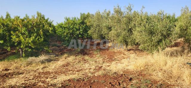 أرض فلاحية للبيع