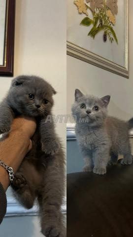 Chatons Scottish Fold Gris et Straight Lilac