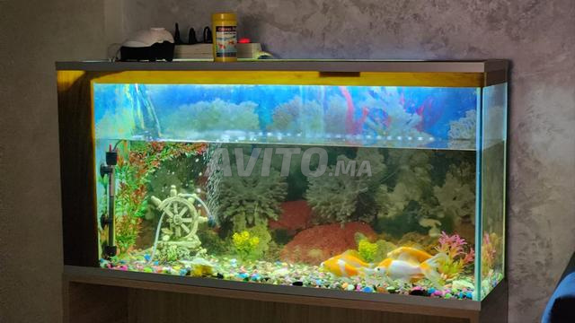 Aquarium complet Prêt à utiliser