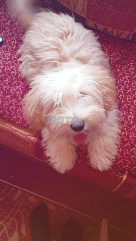 Bichon maltais