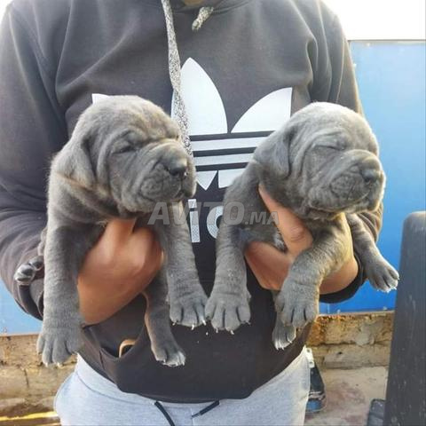 ذكر وأنثى cane corso