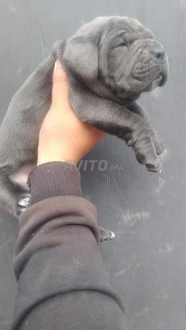 ذكر وأنثى cane corso - 2