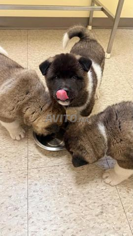 Akita américain à vendre