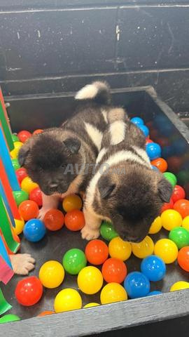 أكيتا أمريكي للبيع - 2